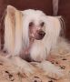 Just Belive Me Epocha Chinese Crested