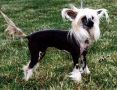 Babylon Scarlet Winged Hera - DOM Chinese Crested