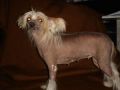 Bo Tak Musze Dowitoria Chinese Crested