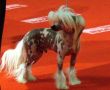 Oriental Jokes By Nietzsche Chinese Crested