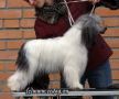 Vivat Sanraiz Best Of The World Chinese Crested
