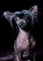 Black Dragon  Dark Side Of The Moon Chinese Crested