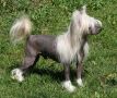 Lemiz The Celebrity N'co Chinese Crested