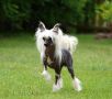 Oriental Jokes Unlimited Edition Chinese Crested