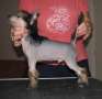Blood Blueboy Poarott Chinese Crested