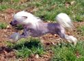 Silver Bluff Pierre Cardin Chinese Crested