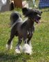 Rus Crimson Empaer Chicago Boom Chinese Crested