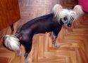 Una Bomber de la Fontaine aux Malfices Chinese Crested