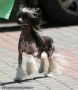 Carbon Copy N'co Chinese Crested