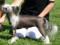 Kaa Won's Four Of A Kind Chinese Crested