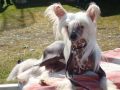 Koreke Mithras Tre Folkmassa For Vindora Chinese Crested