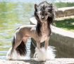 Wind, We Will Rock You Chinese Crested