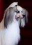 Kranar Edward Royal Charm Chinese Crested
