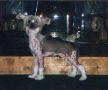 Bradwen A Star Is Born Chinese Crested