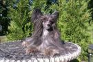 Edcullen's Glade Act Of Bravery Chinese Crested