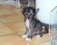 Quirly Little Thing von Shinbashi Chinese Crested