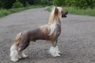 Anturazh ot Volnogo Psa Chinese Crested