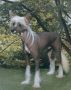 Montrose Laird Of The Red Branch Chinese Crested