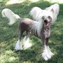 Merlyn Mega Millions Chinese Crested