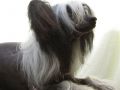 Dosangeles Xotic Chinese Crested