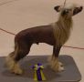 Omegaville Update Chinese Crested