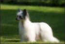 CH illusion magic du pav de varennes Chinese Crested