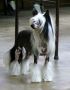 Legends Stop The Press At Zhen Chinese Crested