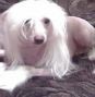 Vellar Pljus Pink Panter Chinese Crested