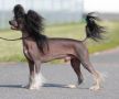 Rimabra's Let's Do It Chinese Crested