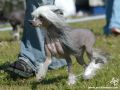 Proud Pony Quite Right Chinese Crested