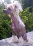 Laura Modry kvet Chinese Crested