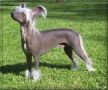 Omegaville Storm Warrior Chinese Crested