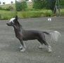Hollywood Little Star Chinese Crested