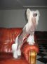 Melanies Rerity Bakardi Chinese Crested