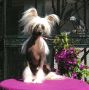 Work of Art von Shinbashi Chinese Crested