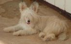 Crest-Vue's Autumn Dream Chinese Crested