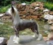 Chinois Electrik Dreams Chinese Crested