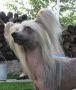 Vivat Germanika Chinese Crested