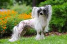 Aisha White Panda Triumph Chinese Crested