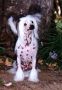 Woodlyn Strip Poker Chinese Crested