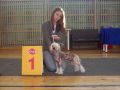 Kranar Win Runner Chinese Crested