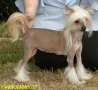 A Charmed Temptation of Exotic Dog's Chinese Crested