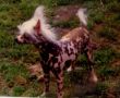 Demidoff Tiger Lily Of Yorcrechi Chinese Crested