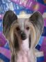 Jewels It's All Good Chinese Crested