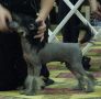 Kalan's Iron Eyes Cody Chinese Crested