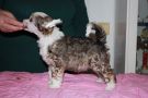 Zhannel's Push Up Chinese Crested