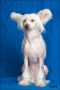 Rus Foreva Hight Energy Chinese Crested