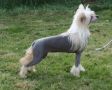 Habiba Haute Couture Chinese Crested