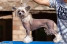 Evrika Winning Smile Chinese Crested