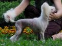 Magic Carpet's Cassandra Chinese Crested